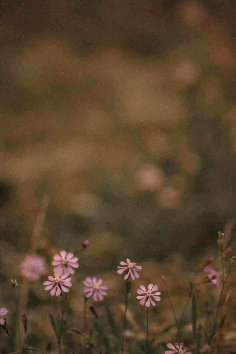 picture of a field of flowers in the context of sustainable skincare