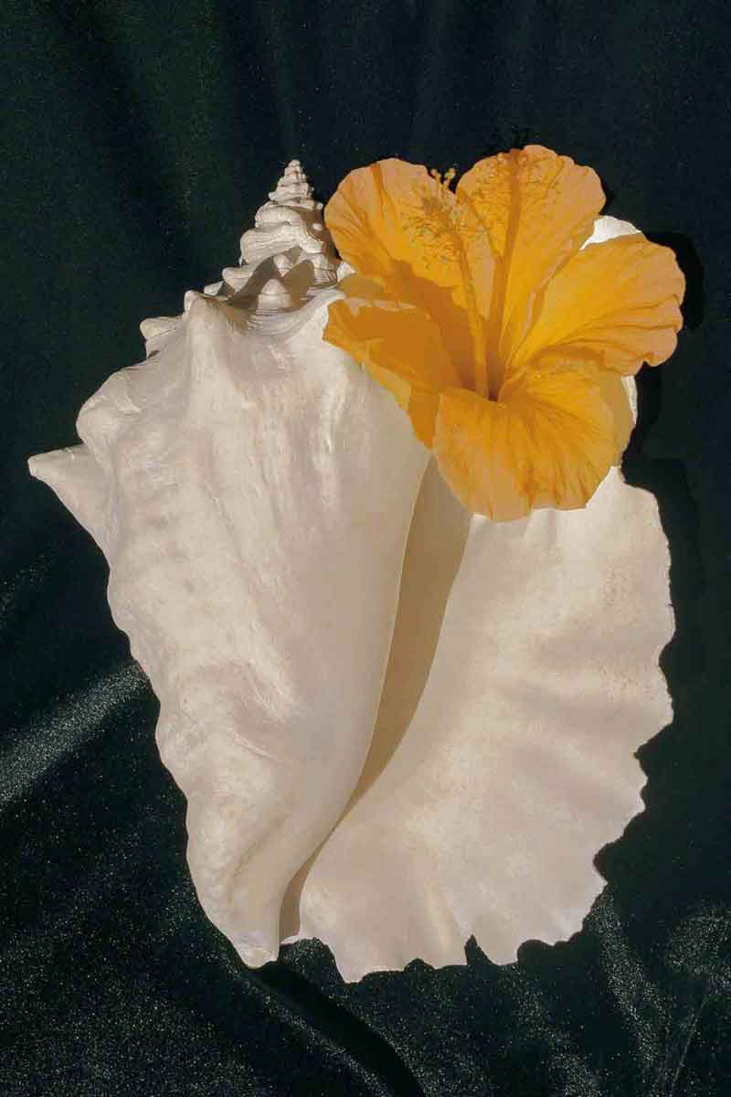 picture of a white hibiscus flower