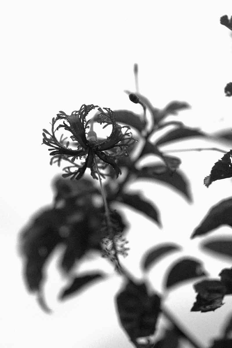black and white picture of hibiscus flower