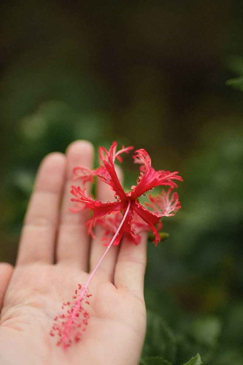 red hibiscus flower in the hand of Souhela Ferrah
