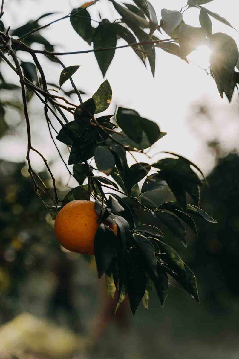 picture of an orange with orang blossoms on a tree