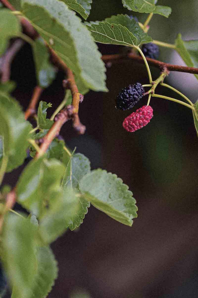 picture of the berries of the mulberry plant