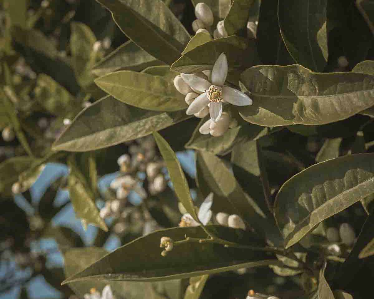 cover image for the article of orange blossom water a soothing marvel for sensitive skin, showing an orange tree with blossoms