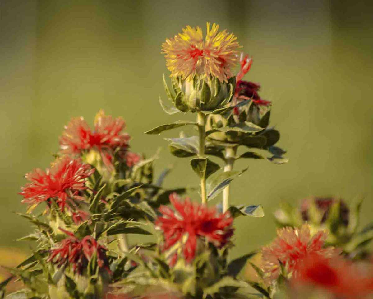 Cover image for the article Safflower Oil: The Secret to Radiant Skin showing safflower plant