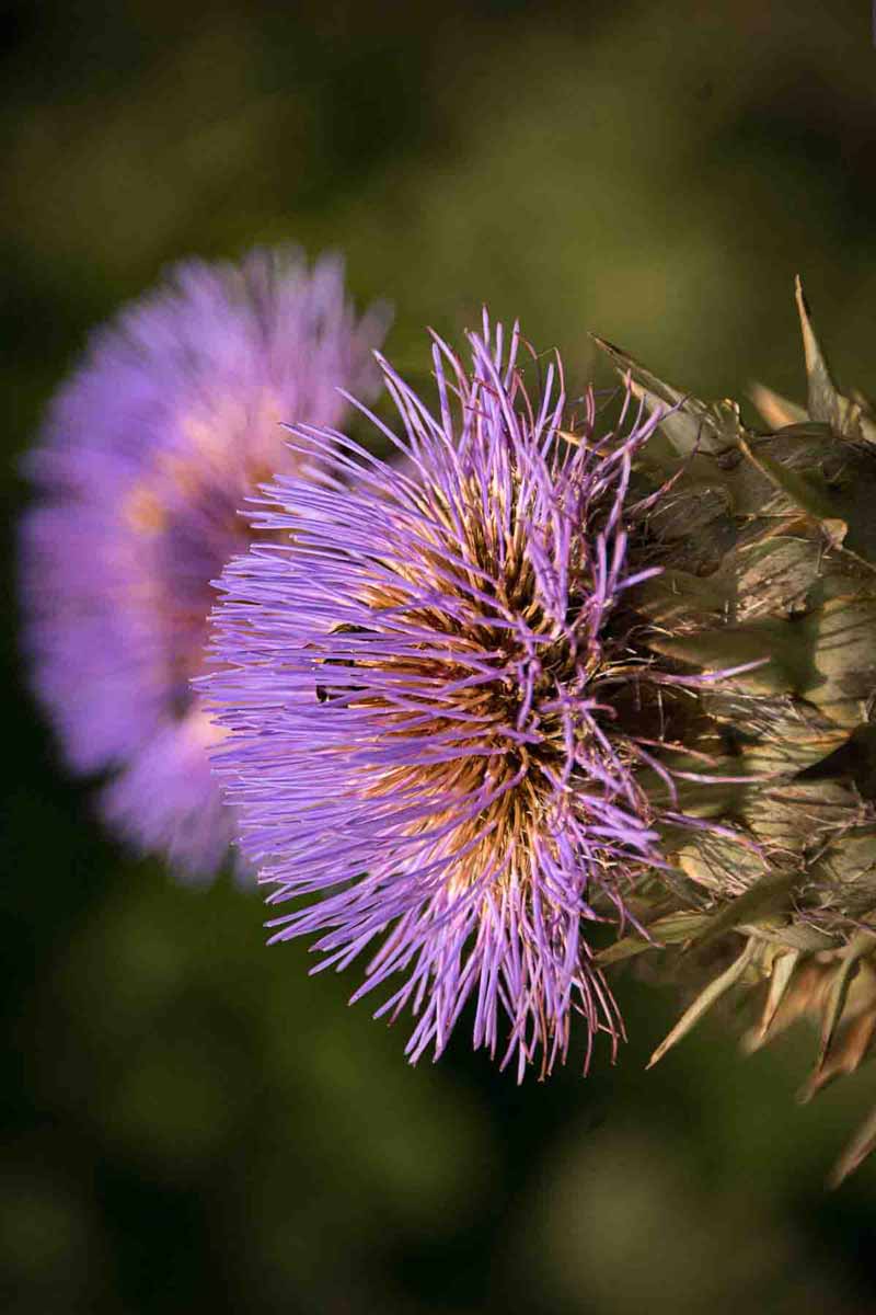 picture of a purple safflower oil used as skincare ingredient