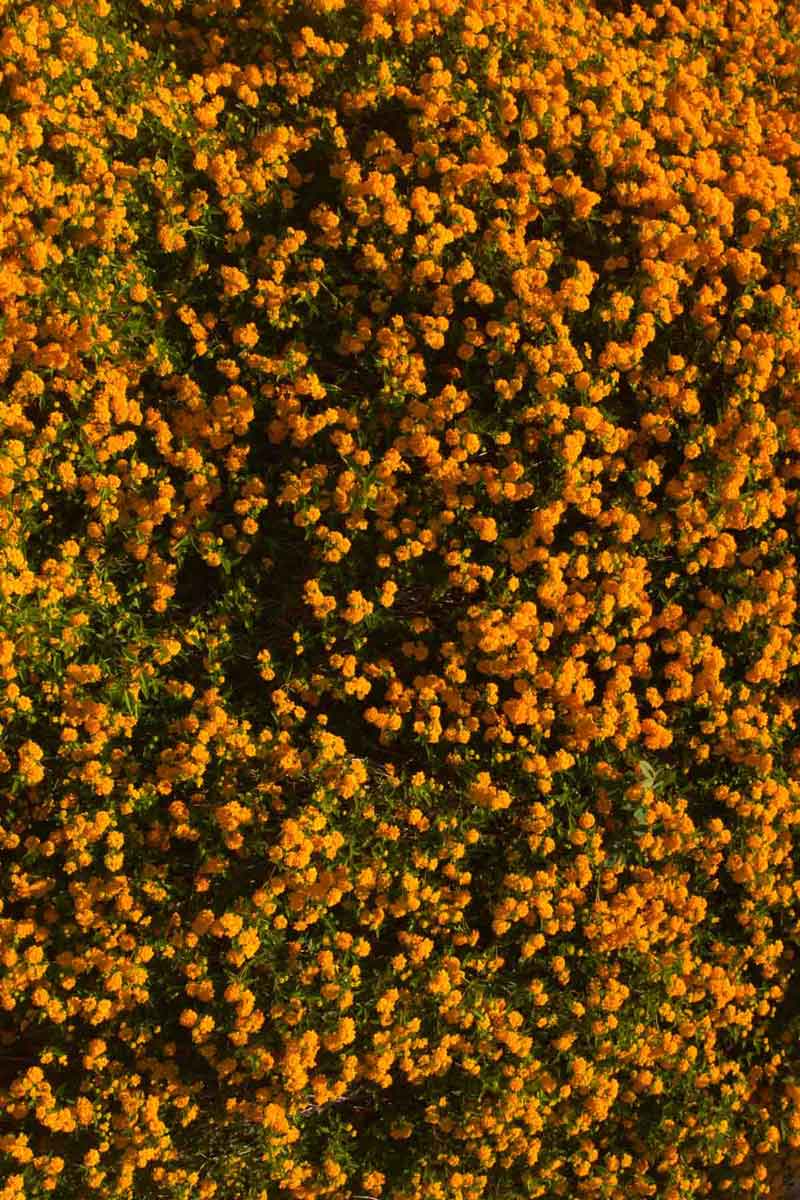 aerial view of a field of safflower plants